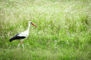 Stork on the nature in the park. A heron bird walks free.