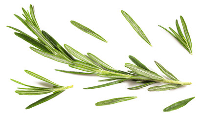 Rosmarin closeup isolated on a white background, closeup
