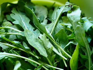 greens for the salad on the table close-up
