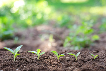 agriculture plant growing step concept in garden and sunlight, World environment day concept