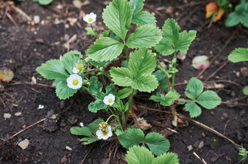 strawberry blossom Bush in the garden in summer