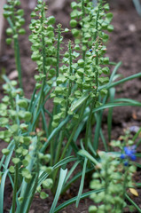 Obraz premium Muscari seeds on green branches with leaves in the garden in summer