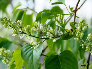 the white lilac was just beginning to bloom