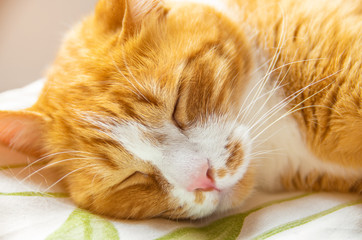 Fototapeta na wymiar Indoor portrait of a cute red (ginger) domestic cat with closed eyes