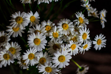 Fototapeta premium white daisies in a garden