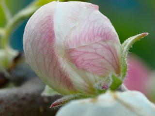 the Bud of a white pink unopened flower