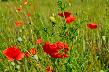 Red Poppy Field in Golden Wheat Field during Summer at Countryside in Transylvania.