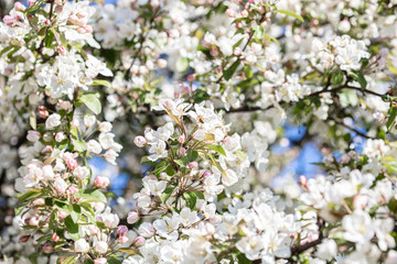 White, apple tree flowers. Close-up
