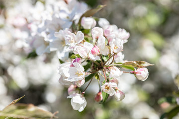 White, apple tree flowers. Close-up