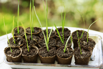 vegetation sprout in peat pot ready for being plant in vegetable garden
