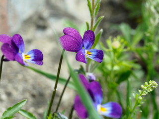 purple-yellow garden flower