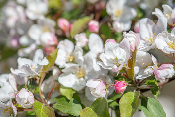 Naklejka na ściany i meble White, apple tree flowers. Close-up