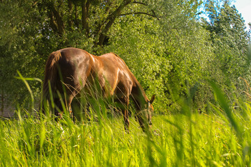 A brown horse in the field eating grass in summertime, village life