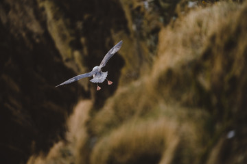 Möwe im Flug von hinten