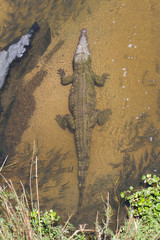 Aerial view of a crocodile (Crocodylus niloticus) in water surrounded by fish and bubbles