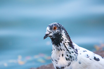 Black and white Wood pigeon, columba palumbus