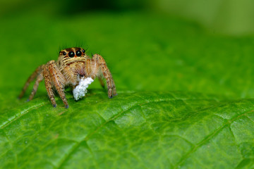spider on a green leaf