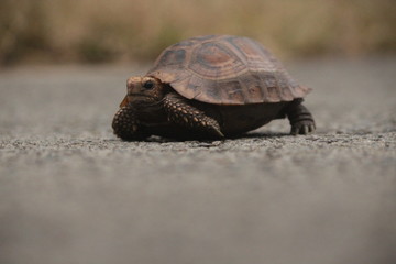 Tortoise