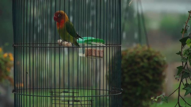 color tropical parrot play with feather in cage in rain