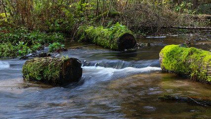 Roztocze - Rezerwat Czartowe Pole © Jarek Rymarz
