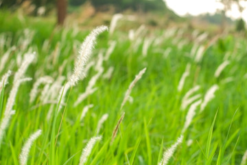 White flowers of Alang-alang, Blady grass, Cogongrass, Japanese bloodgrass, Kunai grass, Lalang, Thatch grass or Imperata cylindrica swaying according to the soft wind in the evening.