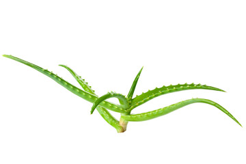 Aloe vera isolated on a white background