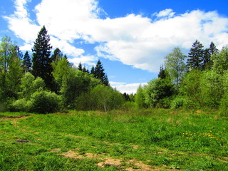 summer landscape  and forest