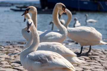 Obraz premium Zemun, Serbia - Swans of the Danube at spring