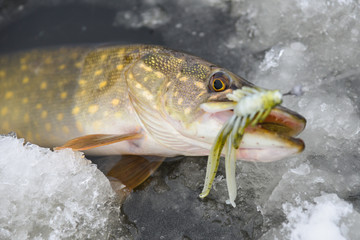 Fish (pike) caught on a soft bait on ice