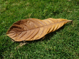 A big dry leaf on the green grass. It is dried leaf of loquat or Eriobotrya japonica tree or shrub,...