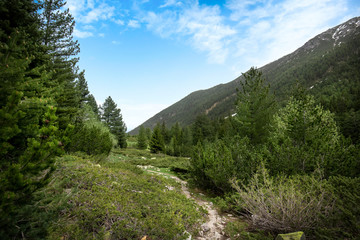 Obraz premium Beautiful spring forest landscape at Pirin mountain in Bulgaria. 