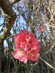 Frühlingsblüte