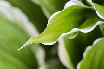 Natural background. Hosta (Funkia, Plantain Lilies) in the garden. Close-up green leaves with white border