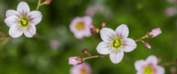 Delicate white pink flowers of Saxifrage moss in spring garden