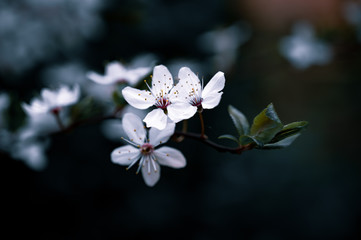 Close up of a branch of cherry blossom against dark bokeh background