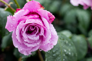 雨上がりのバラ - しずくを纏う繊細な美