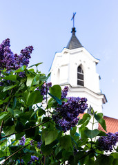 Lilac on the background of the church