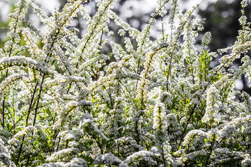 Thunberg Spirea bush in blossom. Background of white flowers