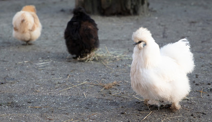 Fluffy white silkie farm chicken, looking fabulous