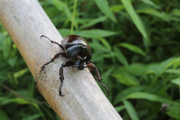 Rhinoceros beetle, Hercules beetle, Unicorn beetle, horn beetle,  on tree.