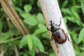 Rhinoceros beetle, Hercules beetle, Unicorn beetle, horn beetle,  on tree.