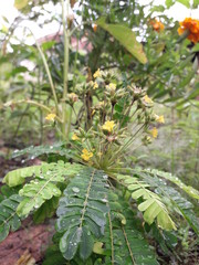 Close up photo of creeping fig plant or climbing fig

B