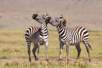 Fototapeta na wymiar Two adult Zebra fighting Masai Mara Kenya