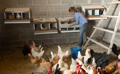 Female farmer collecting eggs in henhouse © JackF