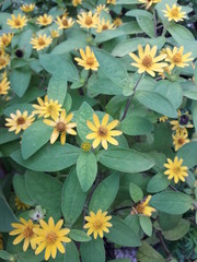 Bunga Matahari Kecil or Yellow Melapodium Flowers, brightly exposed to sunlight