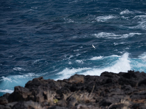 Le Paille en queue est un oiseau nichant dans les falaises de l'&icirc;le de la R&eacute;union. Ce magnifique oiseau est reconnaissable par les deux longues plumes formant sa queue . Nous le voyons ici en chasse.
