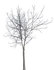 winter young tree with bare dense branches