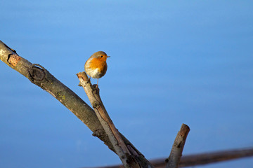 a Little Robin or pettirosso with blue background. birdwatching Italia.