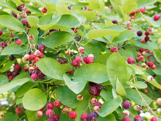 Amelanchier canadensis – Amélanchier du Canada, arbuste fruitier au feuillage vert, ovales,...