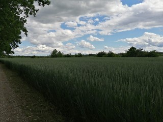 green field and blue sky